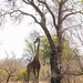 Giraffe at Kruger Park