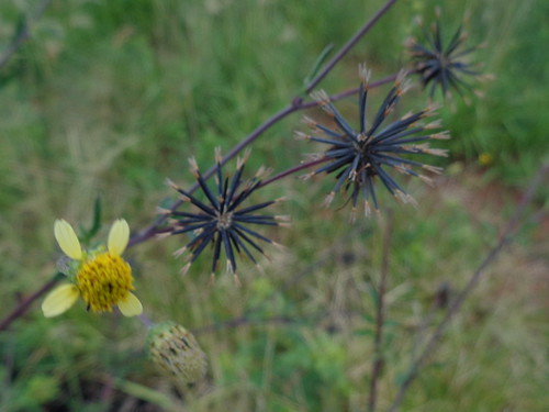 Bidens pilosa DSC06857 (1) Sementes e flor de picão preto, Uberlândia MG -  a photo on Flickriver