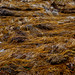 Seaweed, The Scilly Isles, UK