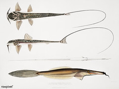 1. Coach Whip Sisor (Sisor Rabdophorus); 2. Bearded File Fish (Balistes (Anacanthus) barbatus) from Illustrations of Indian zoology (1830-1834) by John Edward Gray (1800-1875). Original from The New York Public Library. Digitally enhanced by rawpixel.