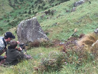 New Zealand Free Range Hunting - Marlborough 14