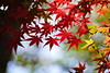 紅葉