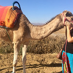 Student Madelyn Afshar gets up close and personal with a camel while studying abroad in Morocco.