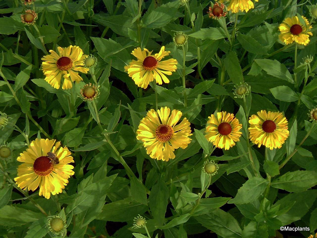 Helenium 'Blutentisch'