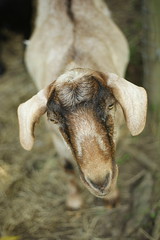 Goatielox