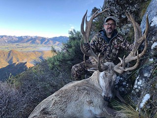 New Zealand Trophy Red Stag Hunting - Kaikoura 51
