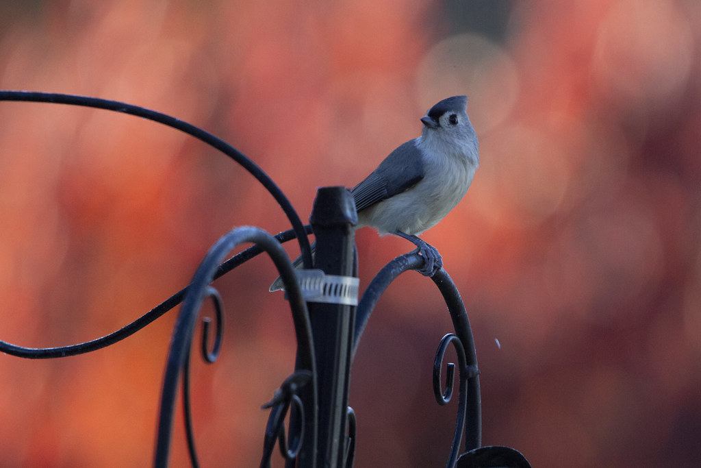Tufted Titmouse