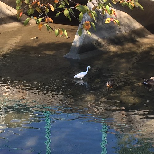 水と戯れる鳥