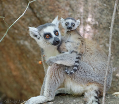 Ring-tailed Lemur catta-Maki catta--Lemur catta 4343_DxO.jpg