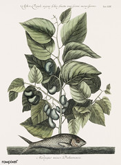 Pilchard (Harengus) from The natural history of Carolina, Florida, and the Bahama Islands (1754) by Mark Catesby (1683-1749).
