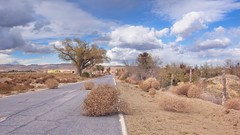 Tumbleweeds Desert Road 497 B