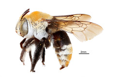 Anglų lietuvių žodynas. Žodis africanized honey bee reiškia africanized bičių medaus lietuviškai.