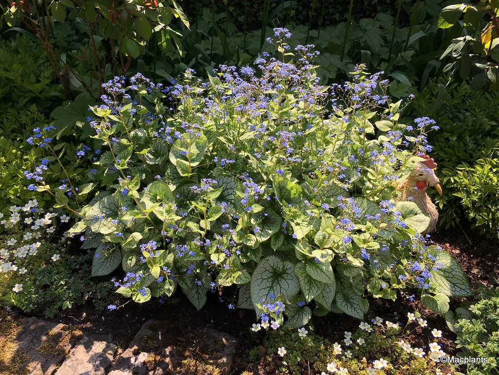 Brunnera macrophylla 'Jack Frost'