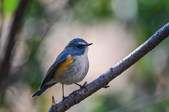 Red-flanked bluetail 190127180.jpg