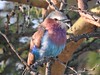 0066ex Lilac-breasted Roller
