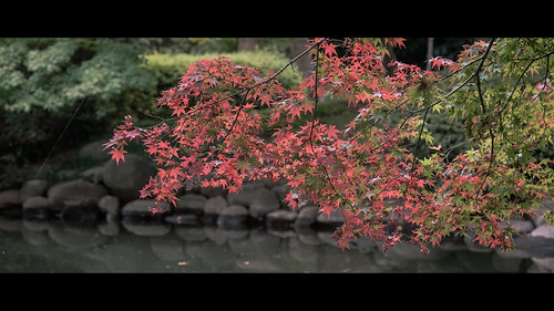 Shinjuku Gyoen national garden at Autumn