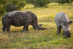 Southern White Rhinos, Ol Pejeta Conservancy, Kenya