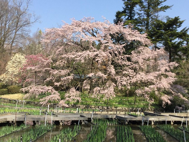 桜の話なのでこの春、京都に行く方がいらし...