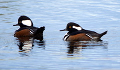 TWO MALE HOODED MERGANSERS  (they use their hood as sails)