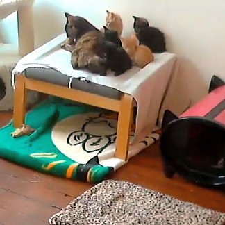 Our new Kittencam is finally up! We have a mom and kittens from East New York staying with us. The kittens are already transitioning to solid food but still nurse on mom a lot. Link in Bio! #kittencam #fosteringsaveslives #feralmomcat #tortie
