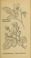 Anglų lietuvių žodynas. Žodis western dewberry reiškia vakarų dewberry lietuviškai.