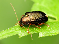 Metallic Leaf Beetle