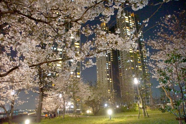 夜桜も綺麗ですよ