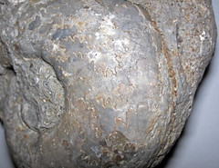 Vascoceras sp. (fossil ammonite) (Upper Cretaceous; Gombe region, Nigeria) 4