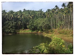 This is a small pond just down the hill from our house. #photography #photooftheday #photoadaychallenge #iphone6se #instagood #project365 #kerala #india #landscape #lush #trees