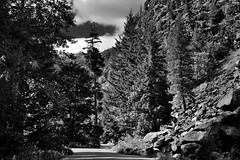 Trees All Around While on the Stehekin River Road (Black & White, North Cascades National Park Service Complex)
