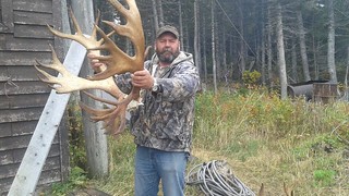 Newfoundland Caribou Hunt, Moose, Bear Hunting 166