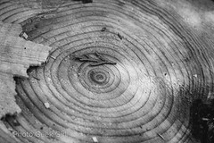 Project 365/Day 74: Tree Rings