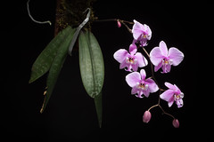 [Mindoro, Philippines] Phalaenopsis schilleriana '#180503' Rchb.f., Hamburger Garten- Blumenzeitung 16: 115 (1860)