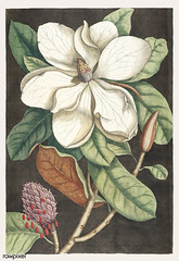 Laurel Tree (Magnolia altissima) from The natural history of Carolina, Florida, and the Bahama Islands (1754) by Mark Catesby (1683-1749).