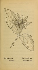 Anglų lietuvių žodynas. Žodis calycanthaceae reiškia <li>calycanthaceae</li> lietuviškai.