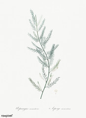Asparagus sarmentosus illustration from Les liliacées (1805) by Pierre Joseph Redouté (1759-1840). Digitally enhanced by rawpixel.