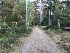 Trollskogen, Öland 9