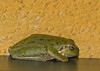 F77194-Sardinian Tree Frog (Hyla sarda)