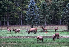 Elk Herd at the Elk County Visitor Center, Winslow Hill Road