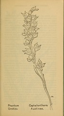 Anglų lietuvių žodynas. Žodis phantom orchid reiškia phantom orchidėja lietuviškai.