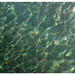 Sea fishes and sunlight, The Scilly Isles, UK