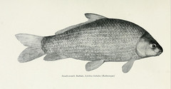 Anglų lietuvių žodynas. Žodis buffalo fish reiškia buffalo žuvys lietuviškai.