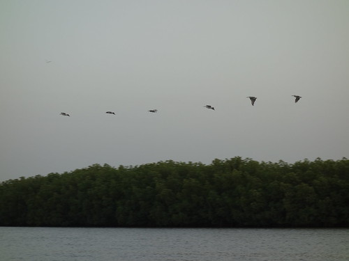 Le Sine Saloum est une réserve ornithologique importante ; ici on peut voir un vol de pélicans