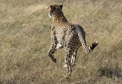 Cheetah on The Hunt, Maasai Mara