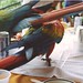 Canaima's resident wild Macaws - 220194