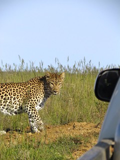 South Africa Golf Safari 27