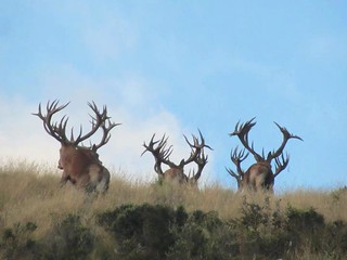 New Zealand Trophy Red Stag Hunting - Kaikoura 7