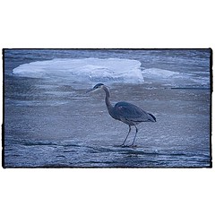 Blue Heron on the icey Bow River. #photography #photooftheday #photoadaychallenge #canon7d #sigma150600 #nature #opcmag #project365 #yyc #calgary #blueheron #river #ice #winter #albertaviews