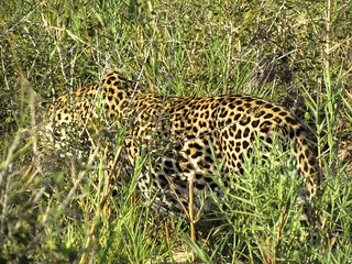 South Africa Golf Safari 32