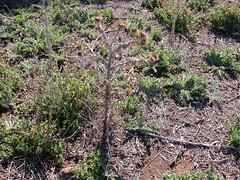 Herbaceous weeds @ sheep camp south Mt Majura nature reserveDSCN4602
